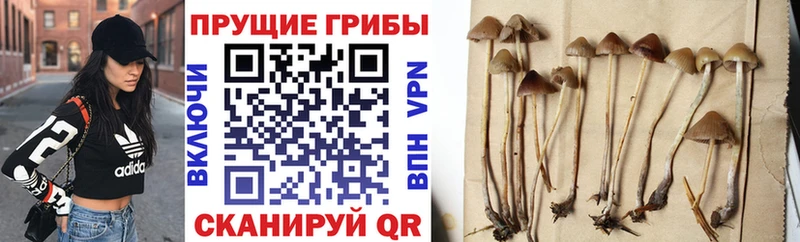 Галлюциногенные грибы прущие грибы  Ясногорск 